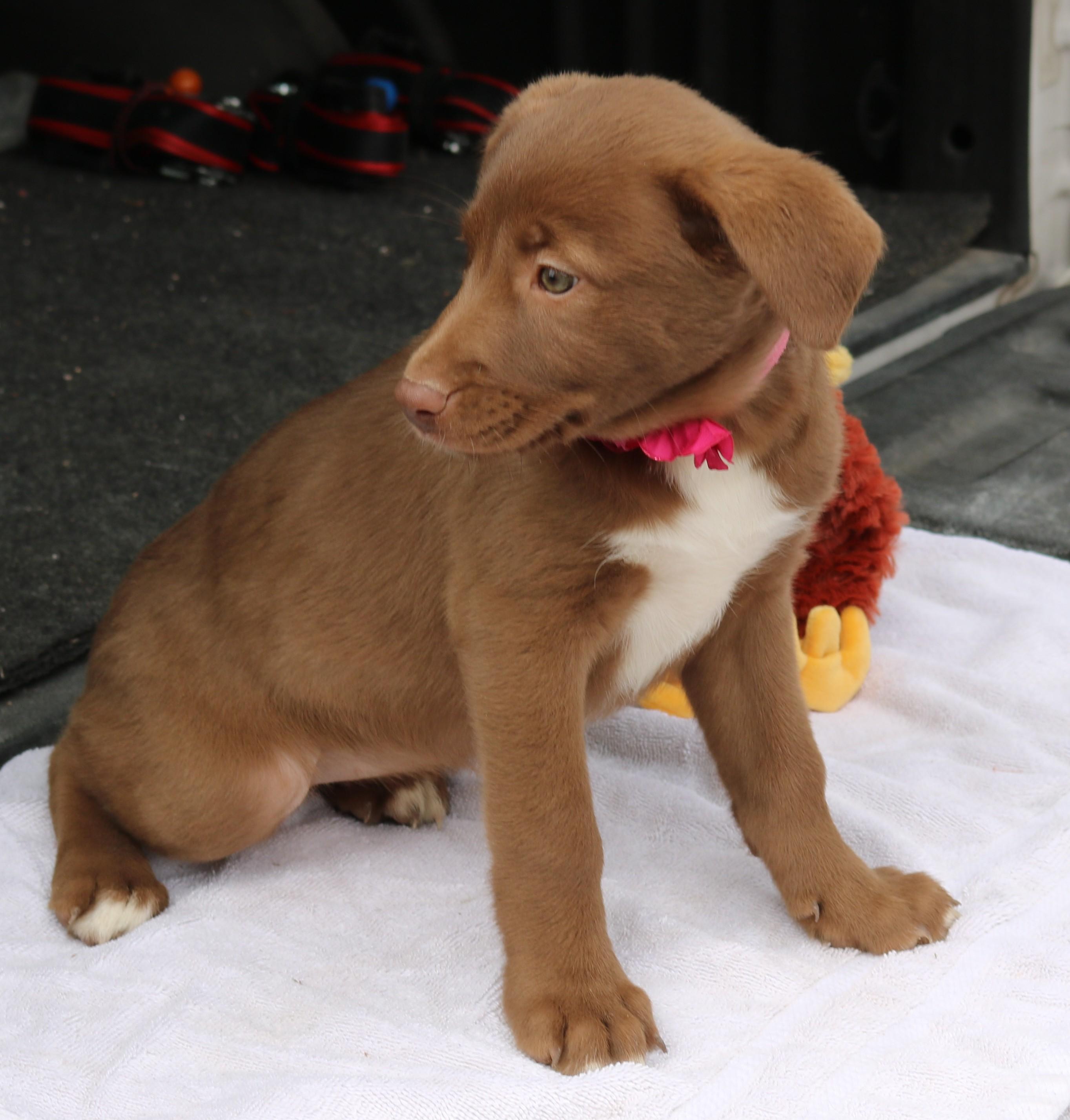 Enlarge Betsy, an adopted Chocolate Labrador Retriever in Bandera, TX image 5/5