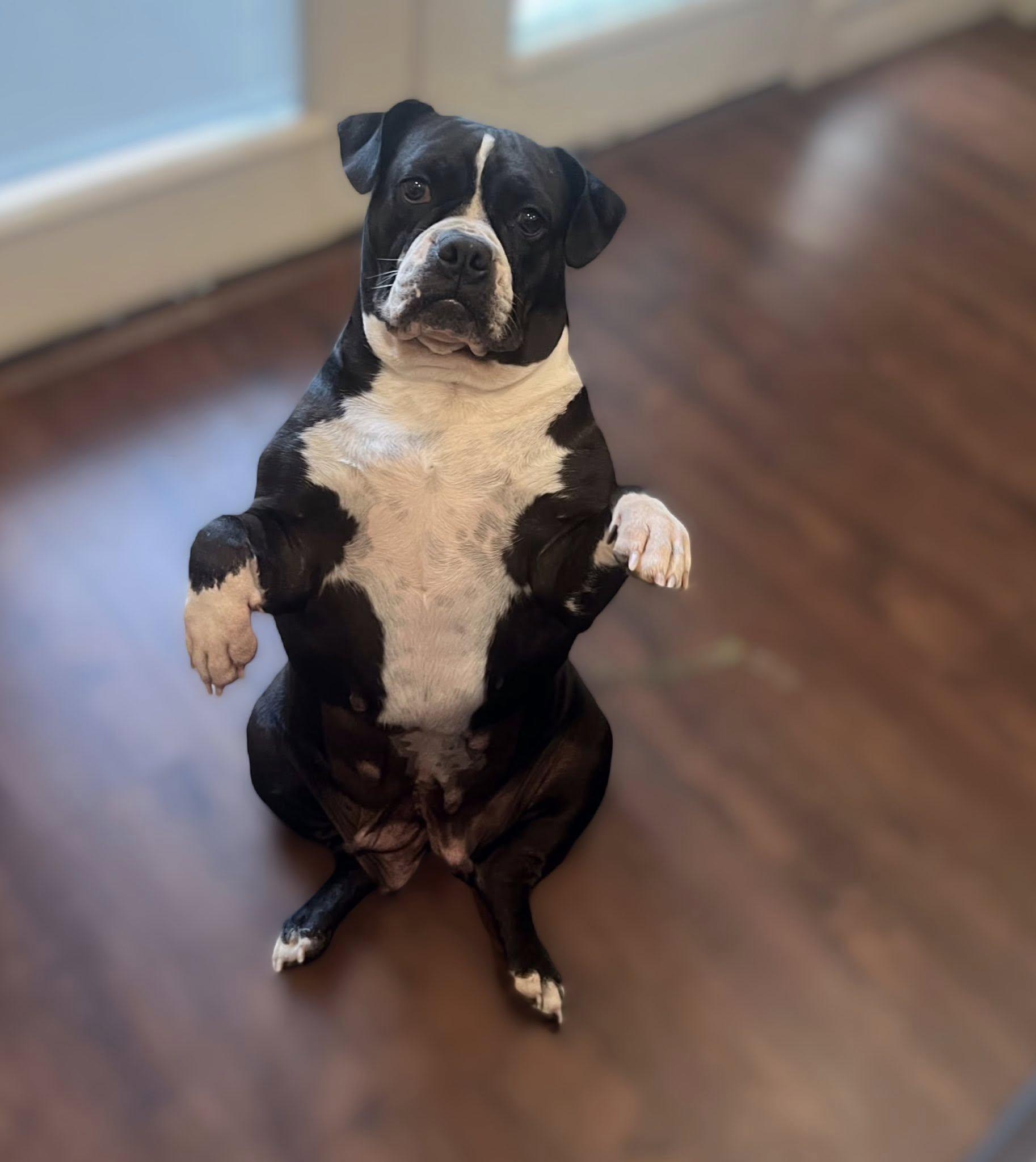 Enlarge Cookie, a Adoptable mixed breed in Cypress, TX image 1/4