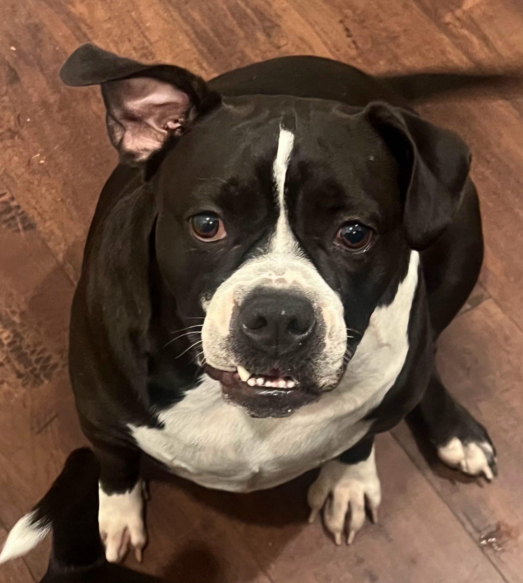 Enlarge Cookie, a Adoptable mixed breed in Cypress, TX image 2/4