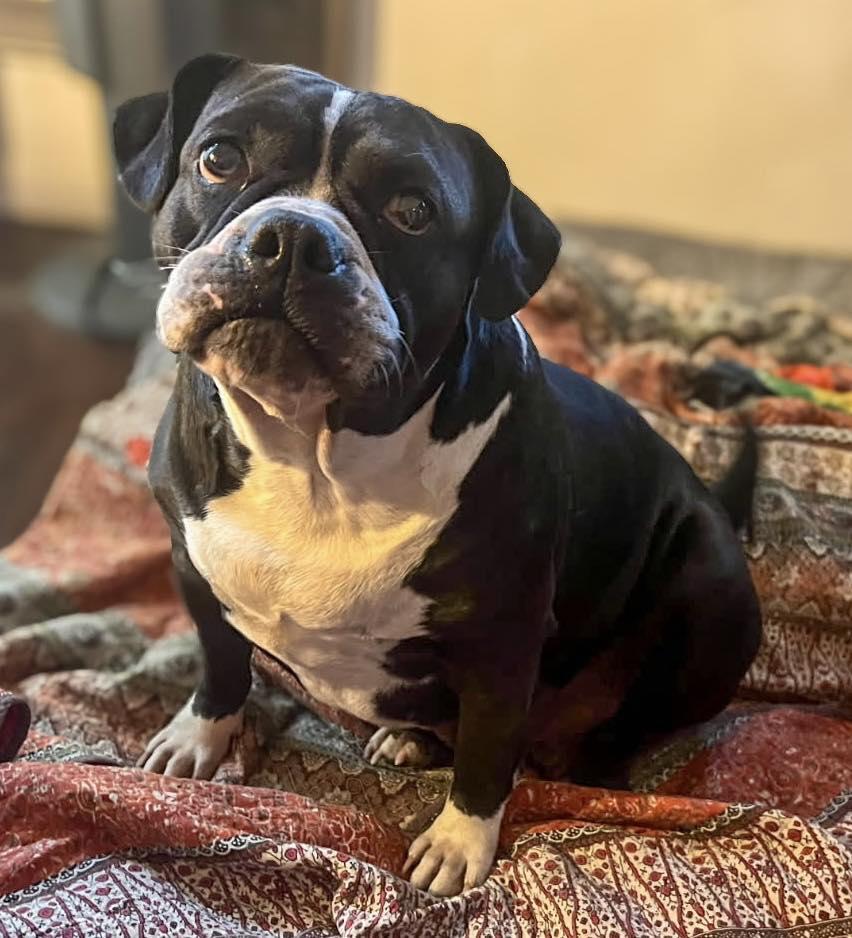 Enlarge Cookie, a Adoptable mixed breed in Cypress, TX image 3/4