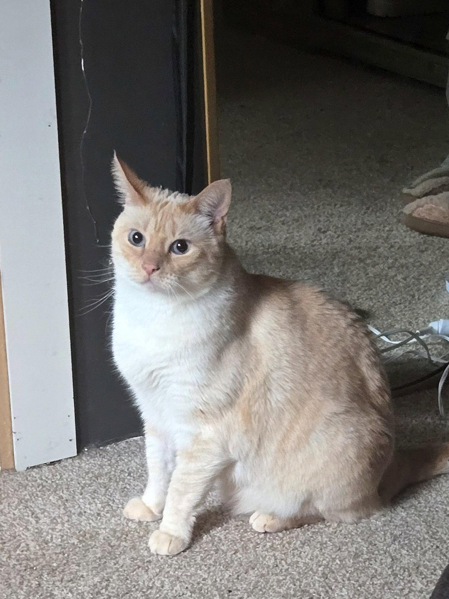 FELIX #1893 - Offered by Owner - Siamese Mix, Adopted, Adult Male Domestic Short Hair & Siamese.