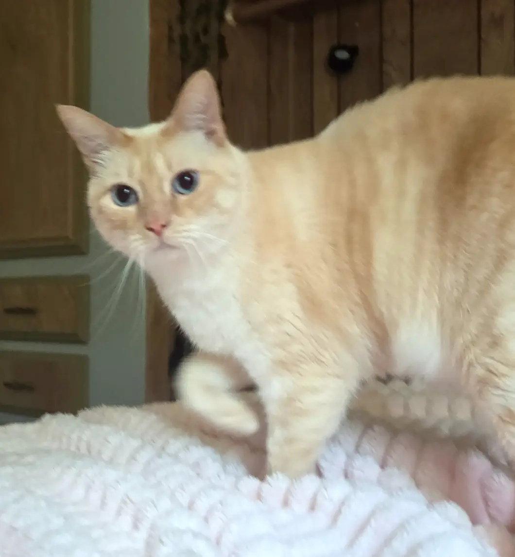 FELIX #1893 - Offered by Owner - Siamese Mix, a Adopted mixed breed in Hillsboro, OR image 2/3