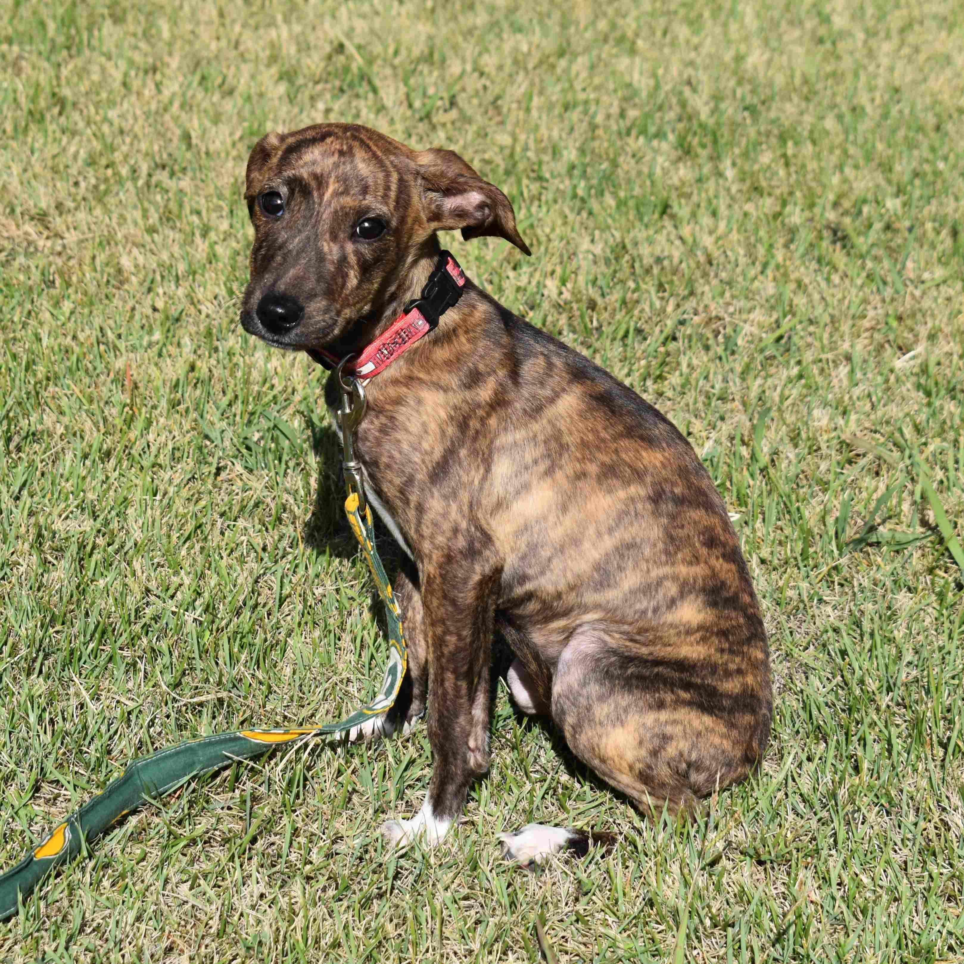 Bella
