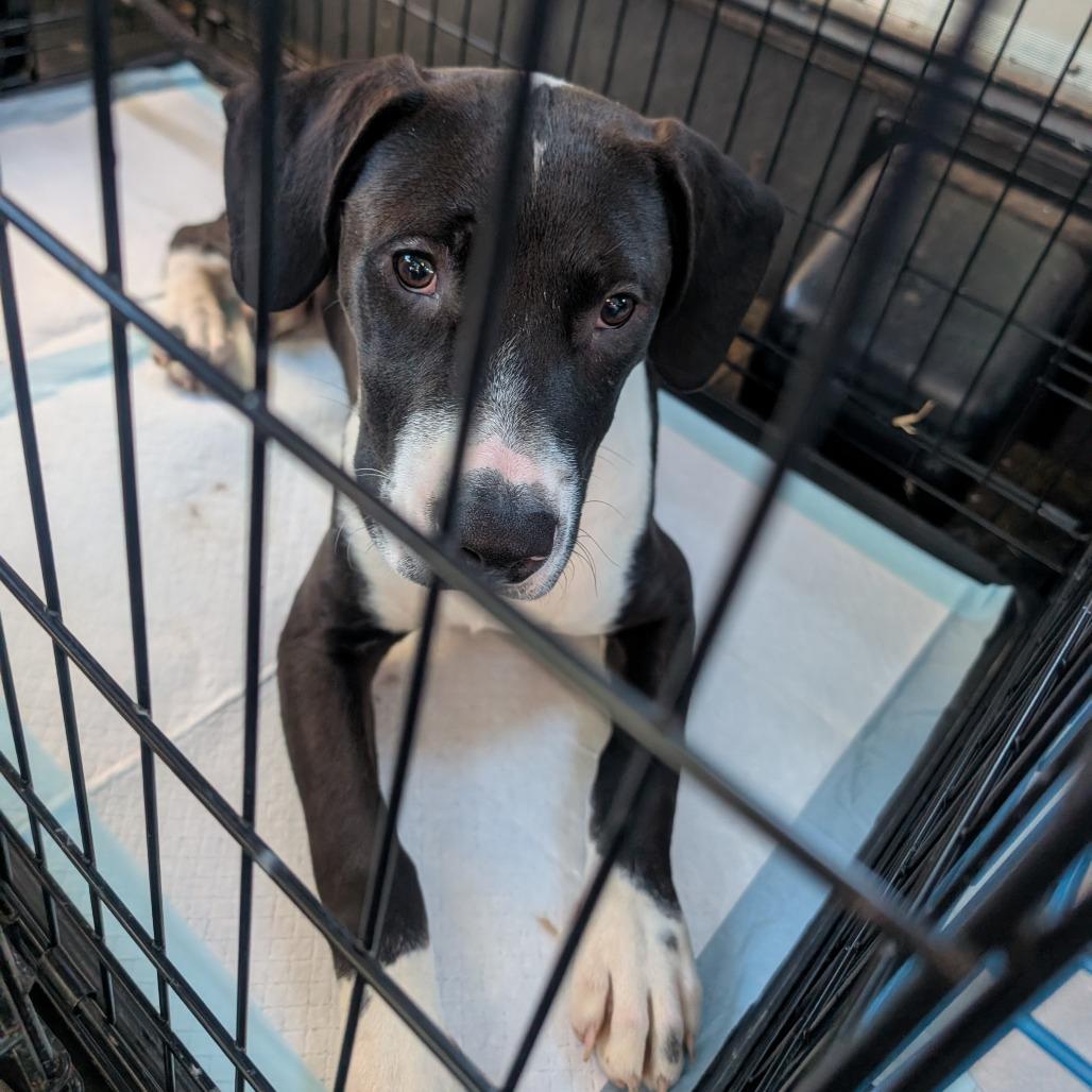Enlarge Roscoe, a Adoptable Great Dane in West Plains, MO image 1/5