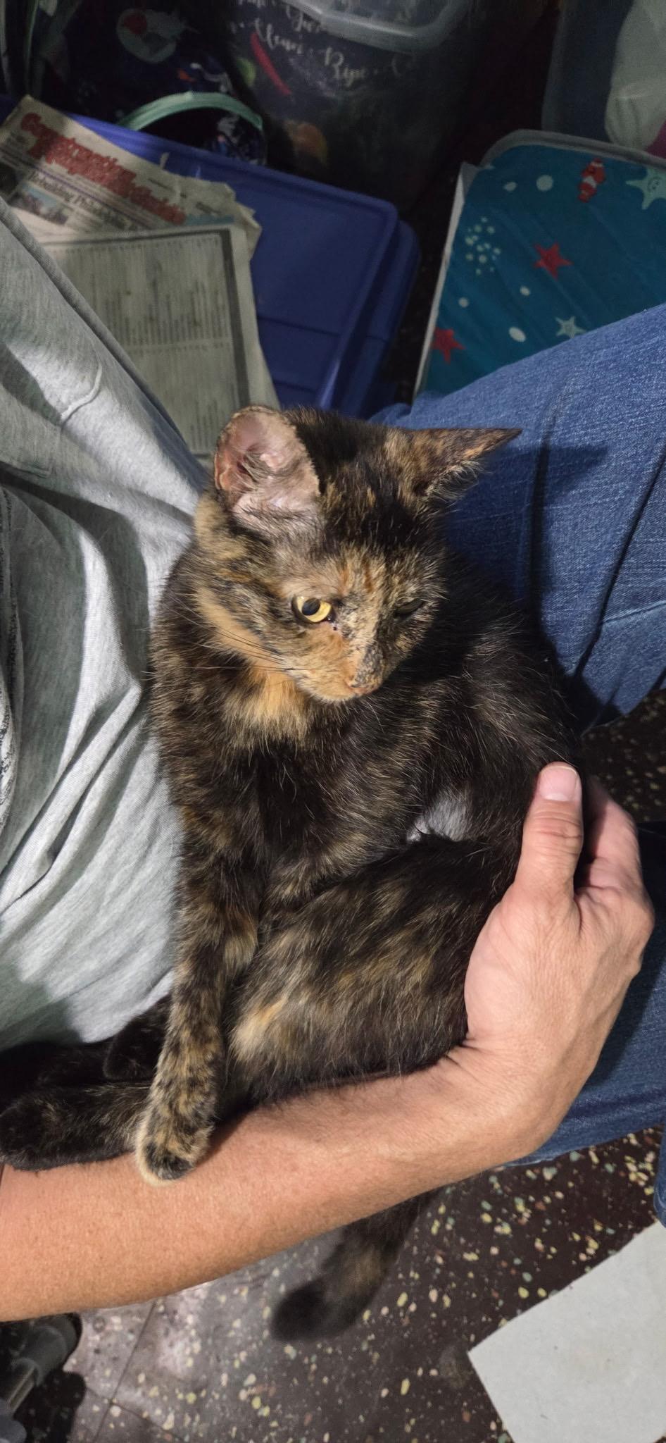 Enlarge DEBBIE, a Adoptable mixed breed in Churchville, PA image 1/2