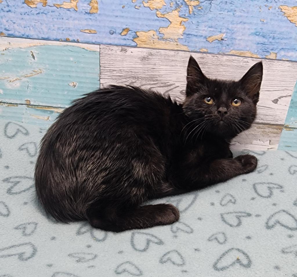 Eve, Adoptable, Kitten Female Domestic Short Hair.