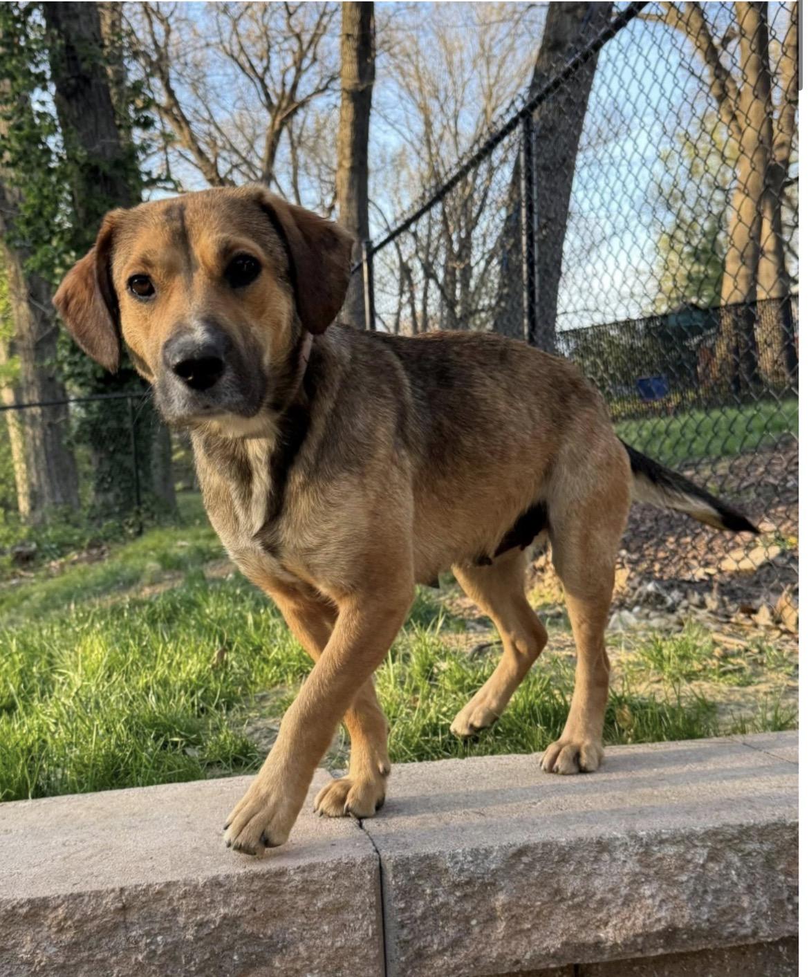 Sasha, adopted, Adult Female Mixed Breed.