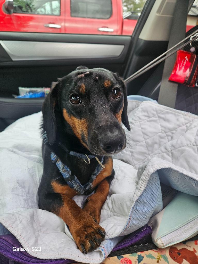 Enlarge Oscar the Man, a Adoptable Dachshund in Madison, AL image 1/4