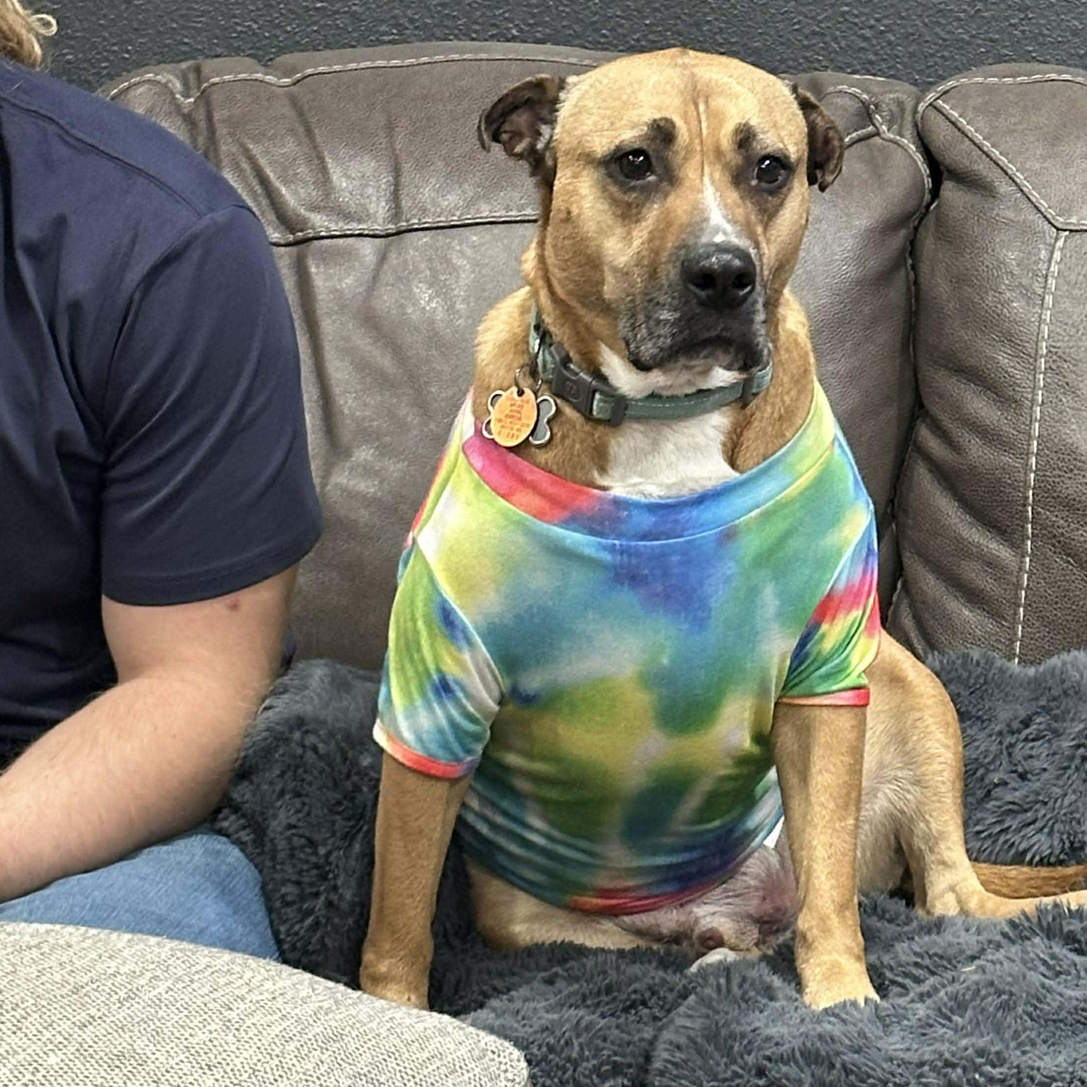 Bentley, Adoptable, Adult Male Boxer & Black Mouth Cur.