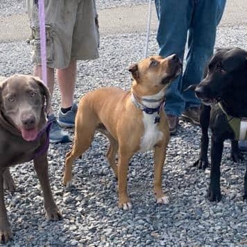 Enlarge Bentley, a Adoptable mixed breed in Springfield, OR image 5/6