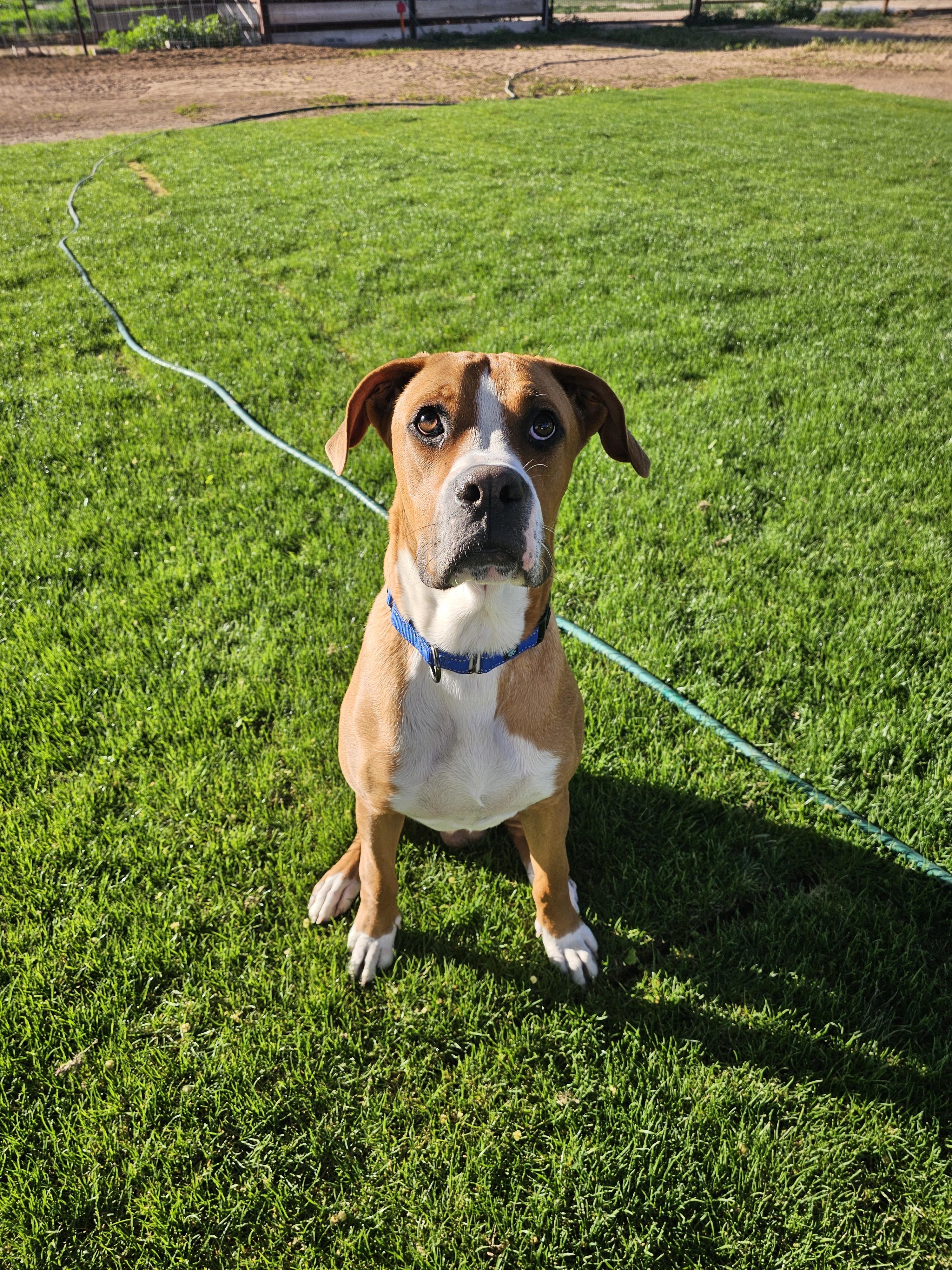 Enlarge Diesel, a Adoptable Boxer in Mesa, AZ image 1/1