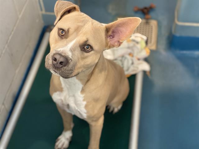 David **Courtesy Post. Out of town pet. See below for details**