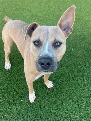 David **Courtesy Post. Out of town pet. See below for details**