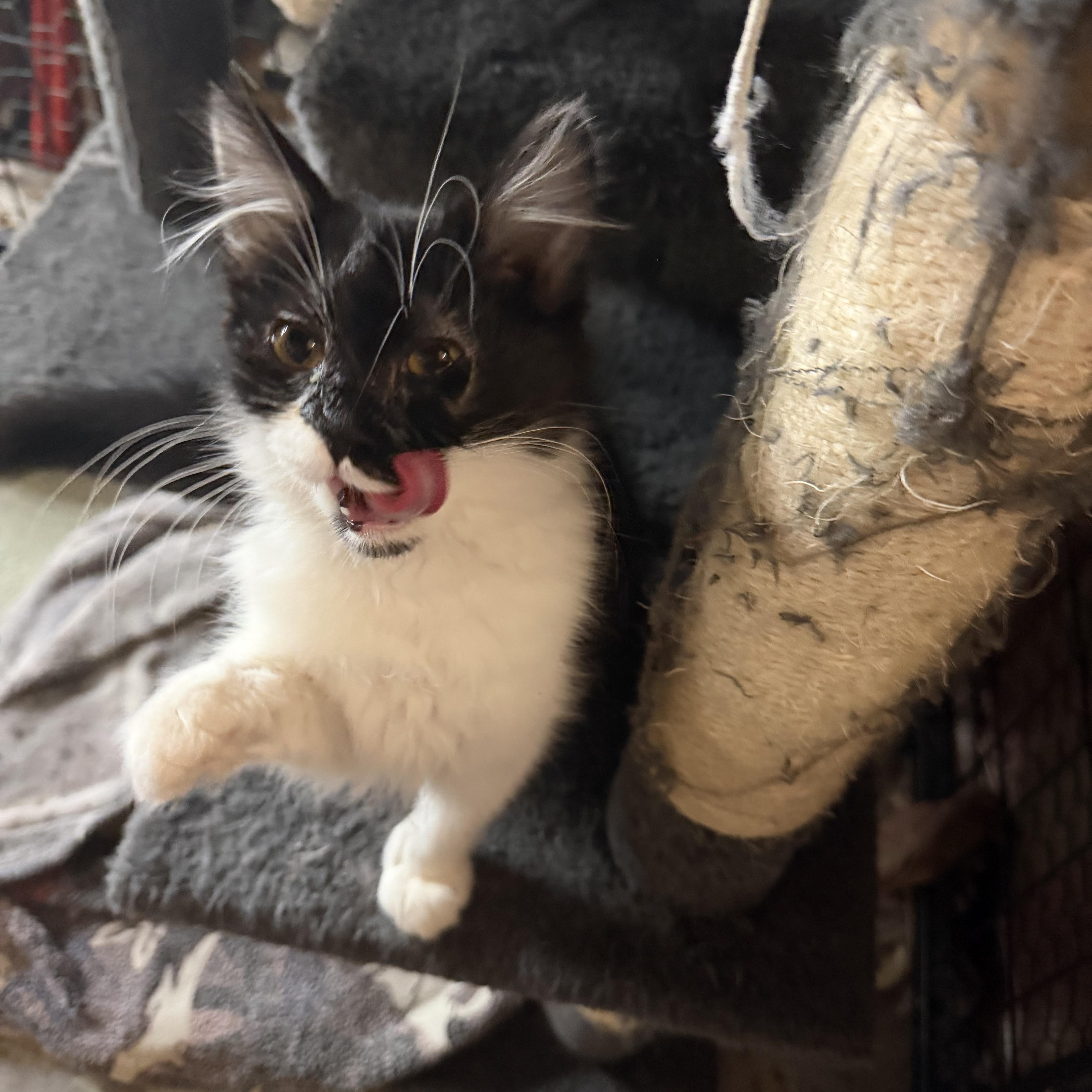 Enlarge Haddie, a Adopted Domestic Long Hair in Mauston, WI image 1/1