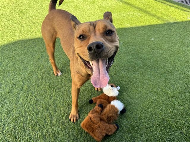 CANELA, Adoptable, Young Female Pit Bull Terrier.