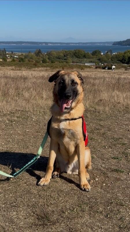Enlarge Keegan, a Adopted mixed breed in renton, WA image 1/6