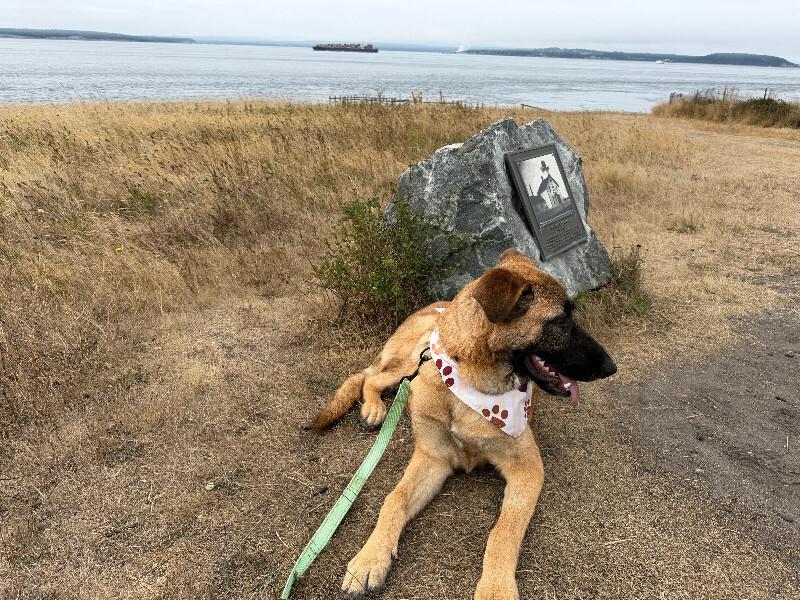 Enlarge Keegan, a Adopted mixed breed in renton, WA image 3/6