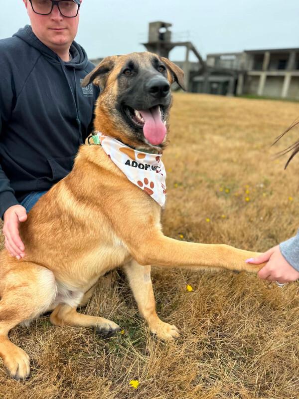 Enlarge Keegan, a Adopted mixed breed in renton, WA image 4/6