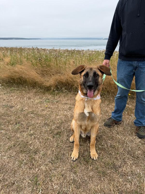 Enlarge Keegan, a Adopted mixed breed in renton, WA image 5/6