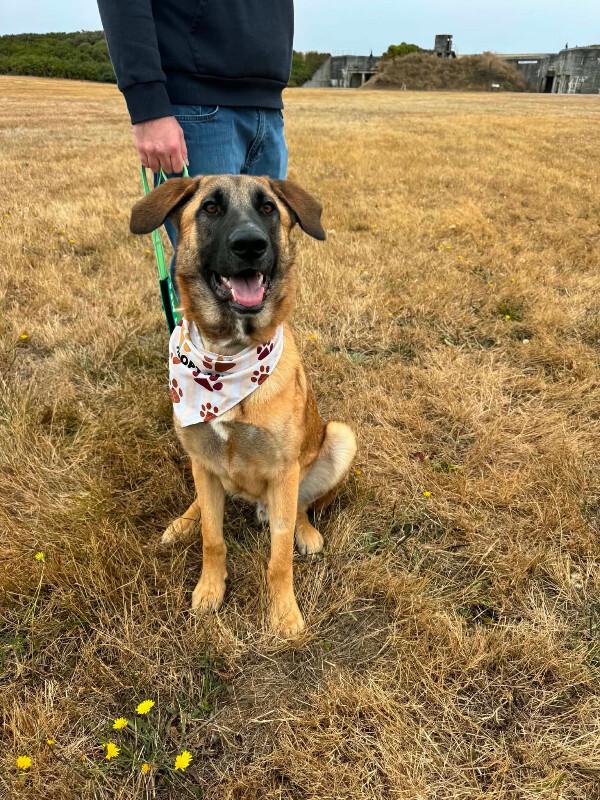 Keegan, Adopted, Young Male German Shepherd Dog & Mixed Breed.