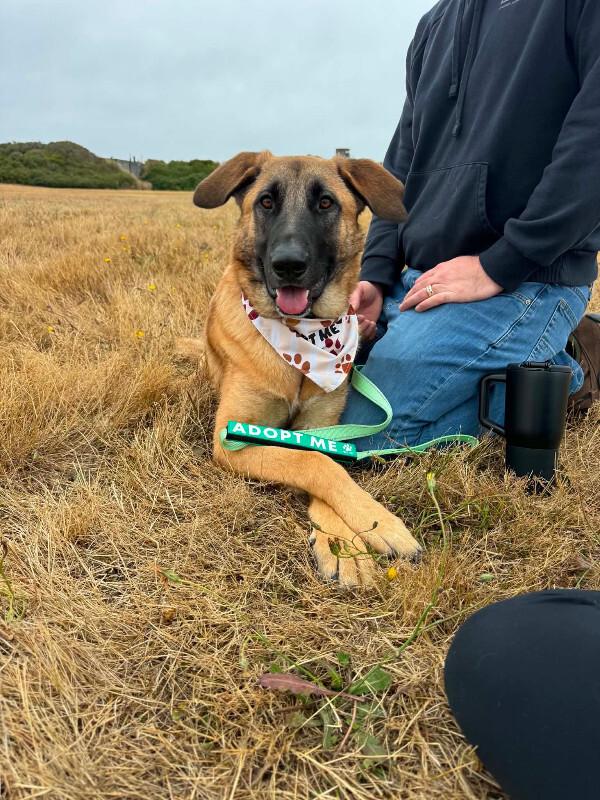 Enlarge Keegan, a Adopted mixed breed in renton, WA image 6/6