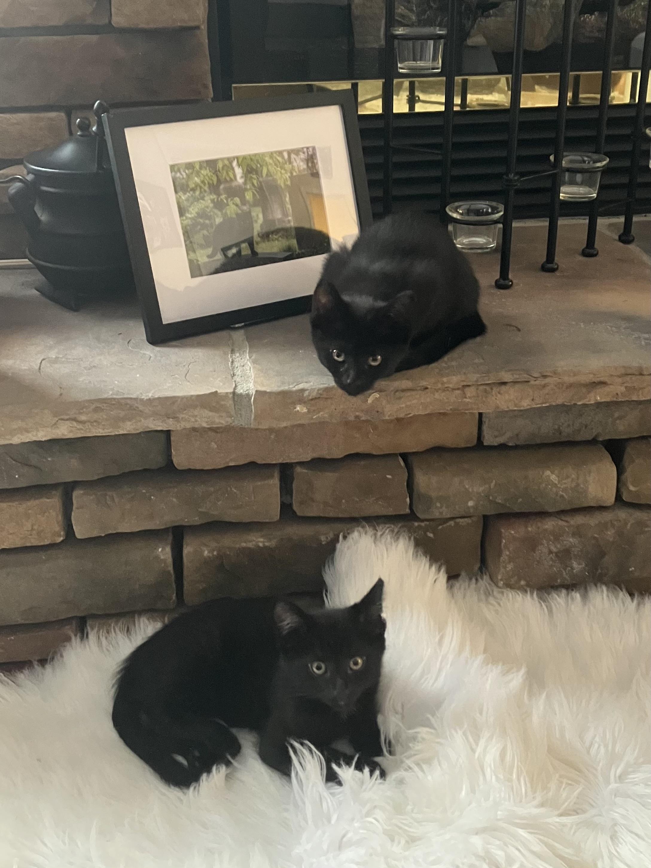 Vito, an adopted Domestic Short Hair in Independence, OH image 4/4