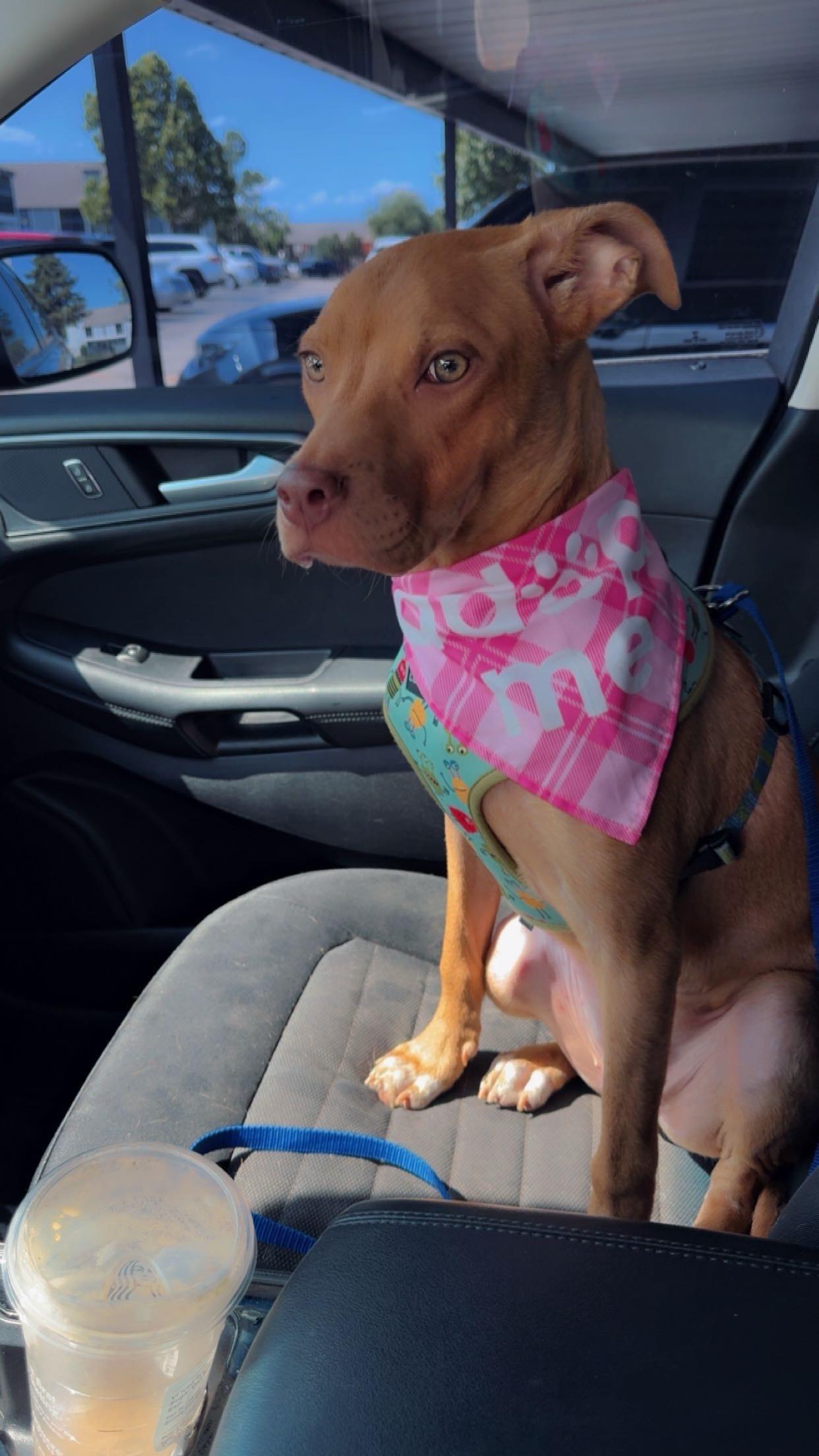 Nala photo 3