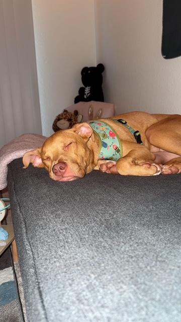 Nala photo 2