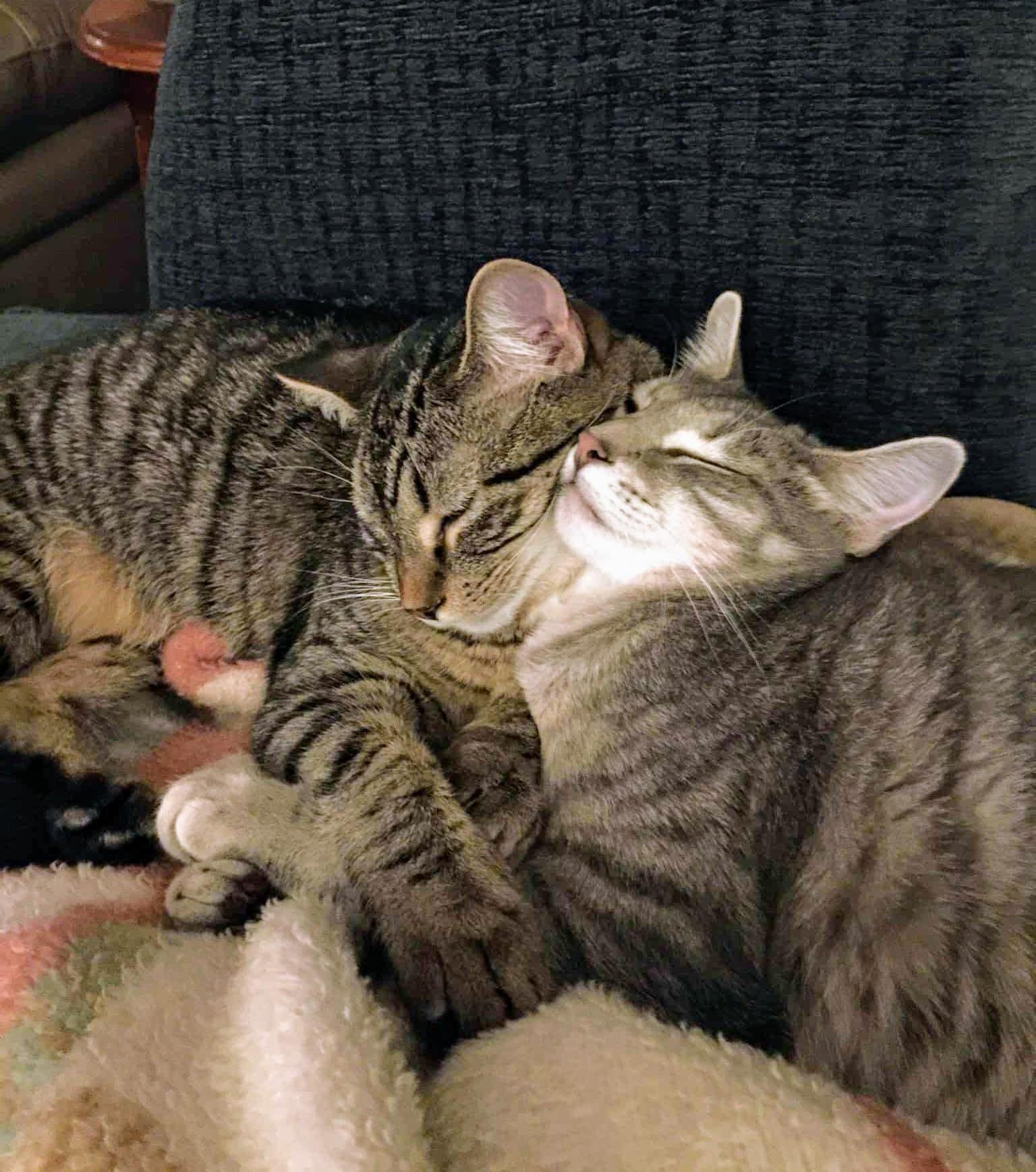 Beast & Snake, a Adoptable Tabby in Rochester , NY image 2/6