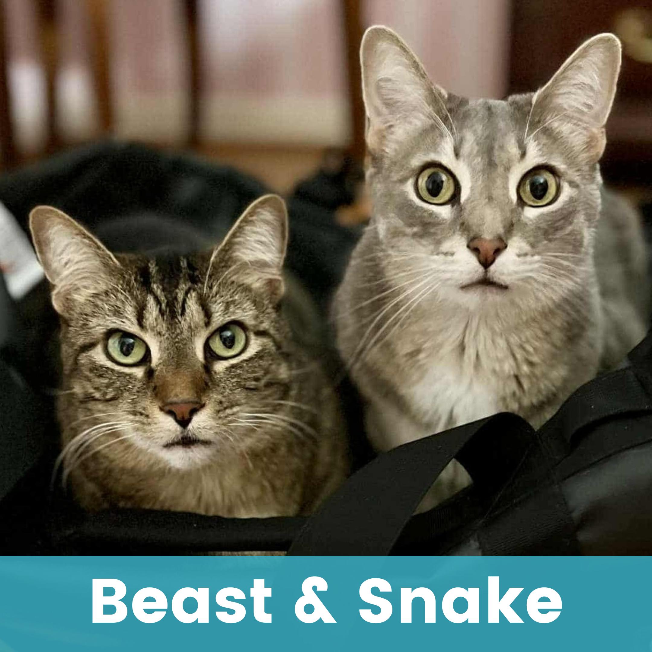 Beast & Snake, Adoptable, Adult Male Tabby.