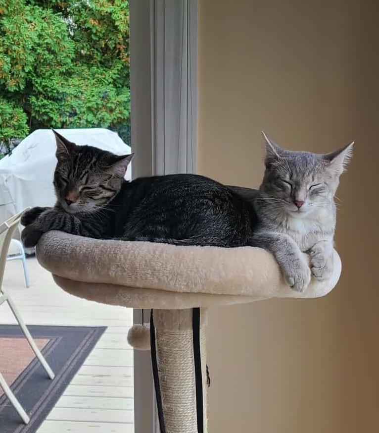 Beast & Snake, a Adoptable Tabby in Rochester , NY image 3/6