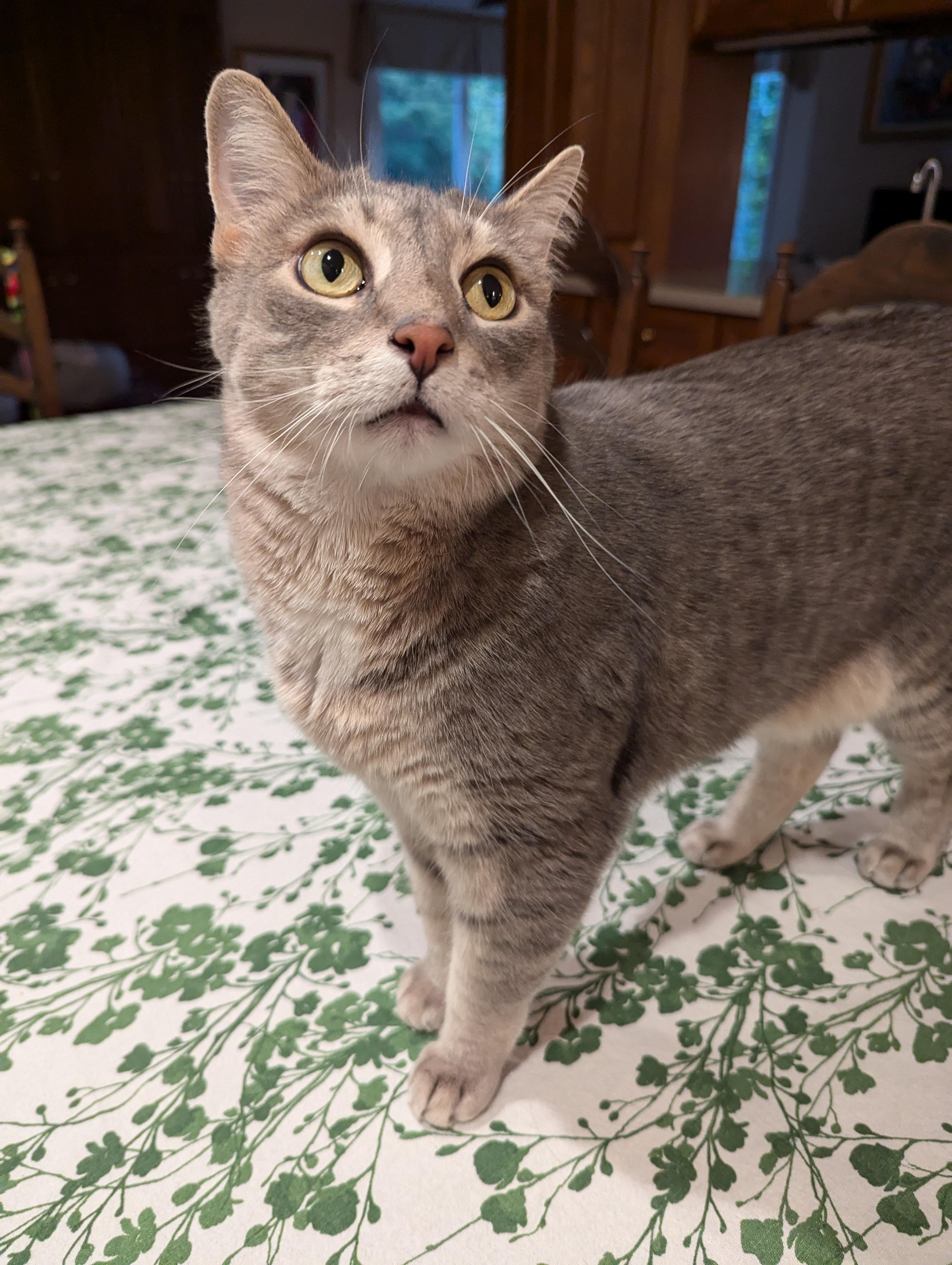 Beast & Snake, a Adoptable Tabby in Rochester , NY image 4/6