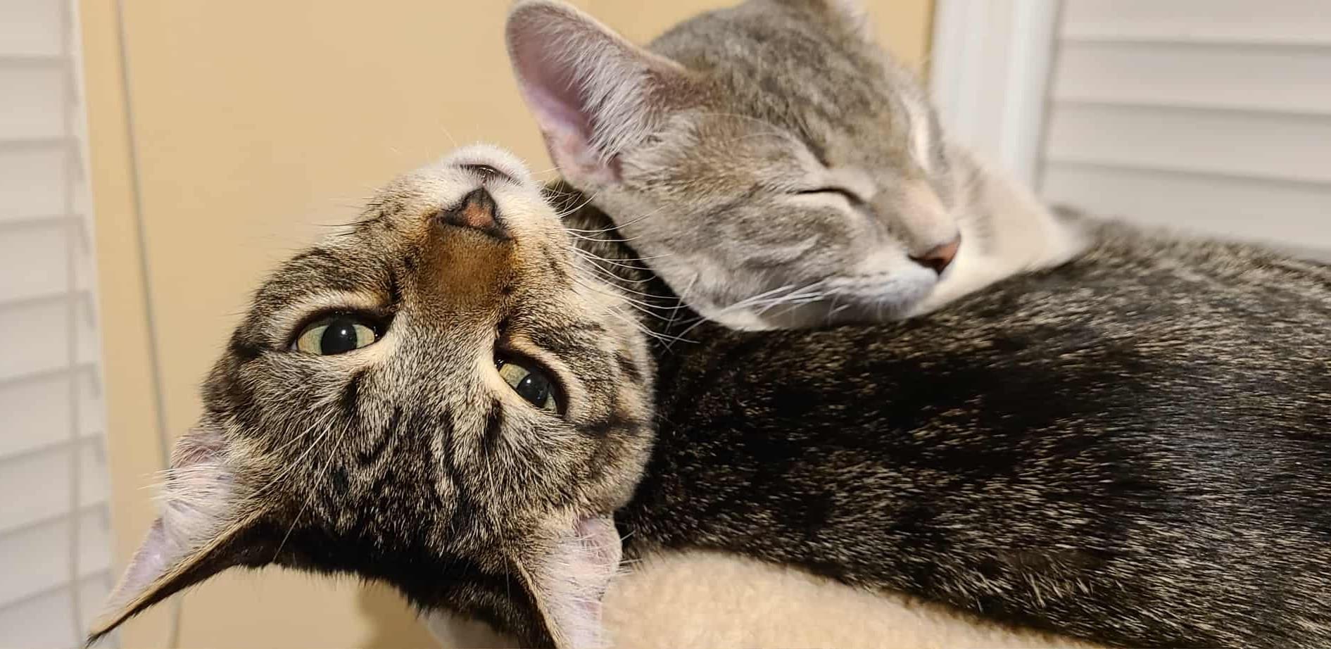 Beast & Snake, a Adoptable Tabby in Rochester , NY image 5/6