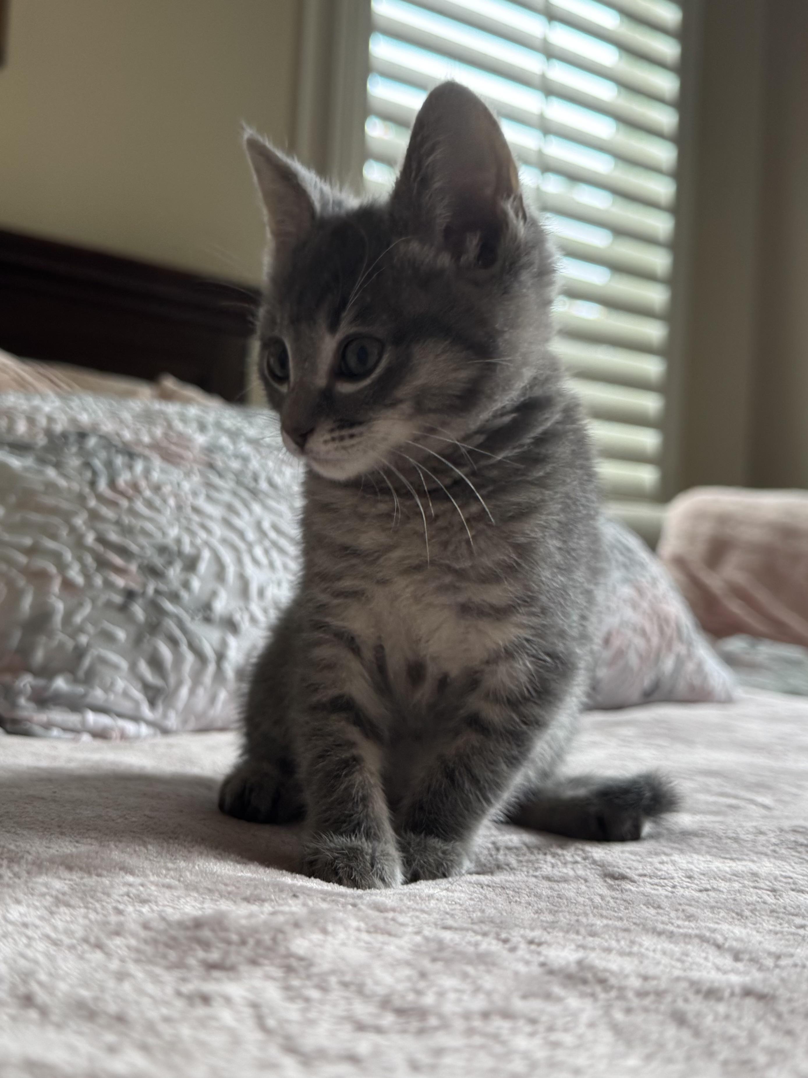 Lily 4