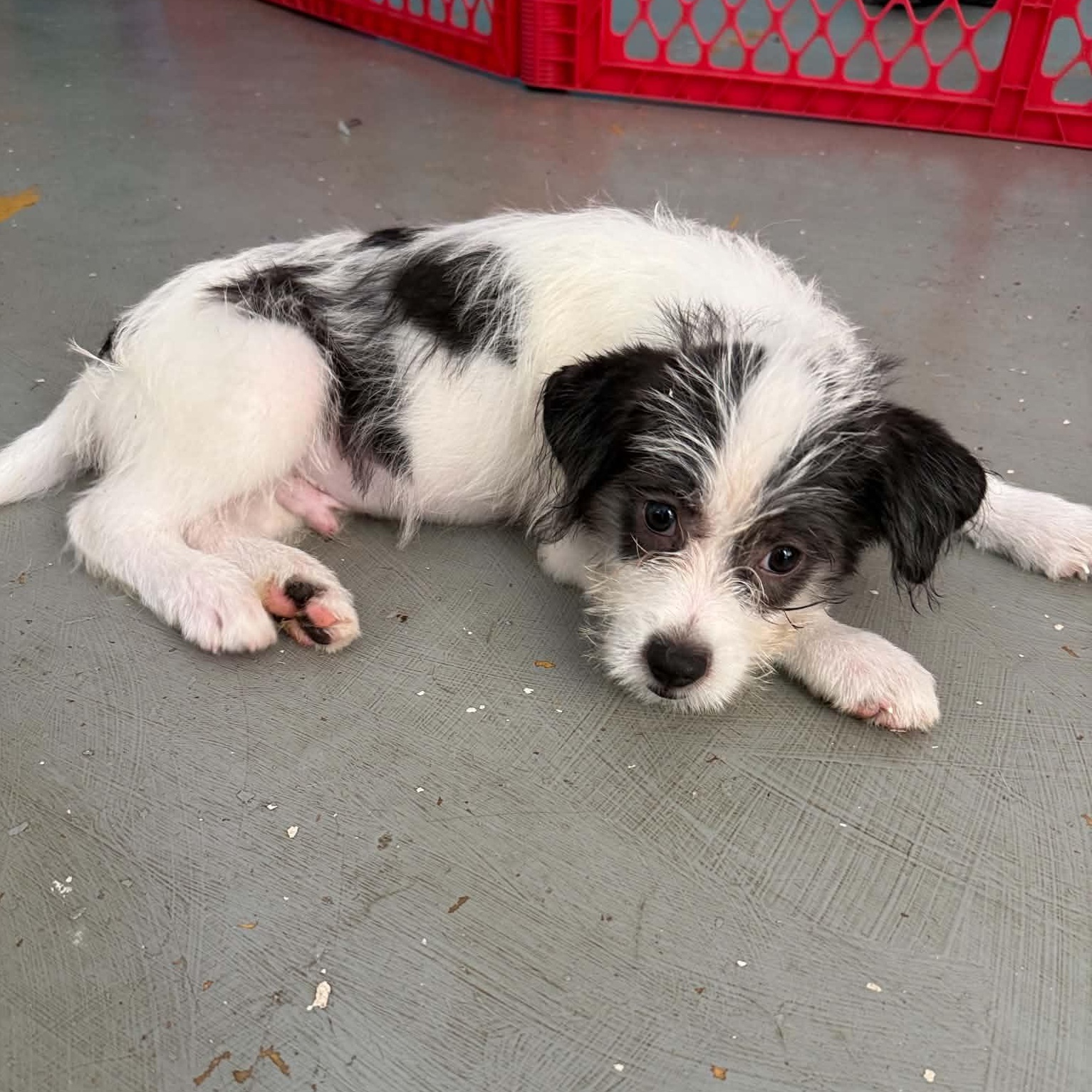 Domino, an adopted mixed breed in West Nyack, NY image 5/5