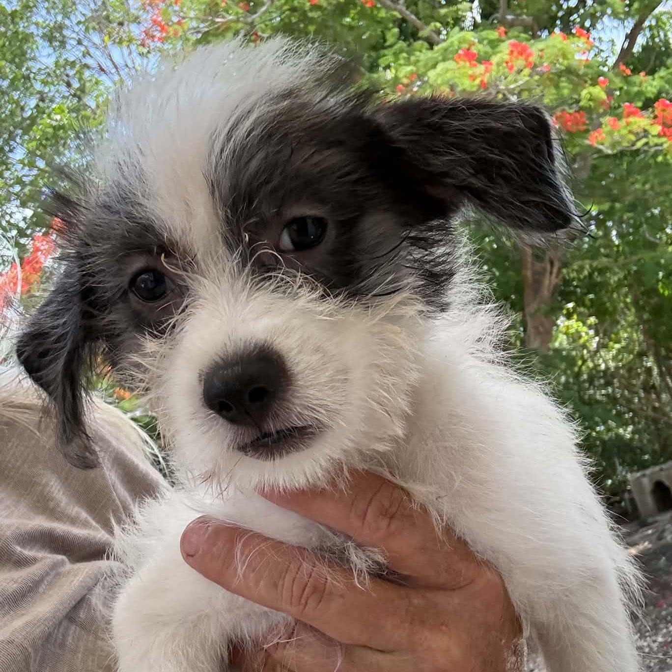 Domino, adopted, Puppy Male Havanese.
