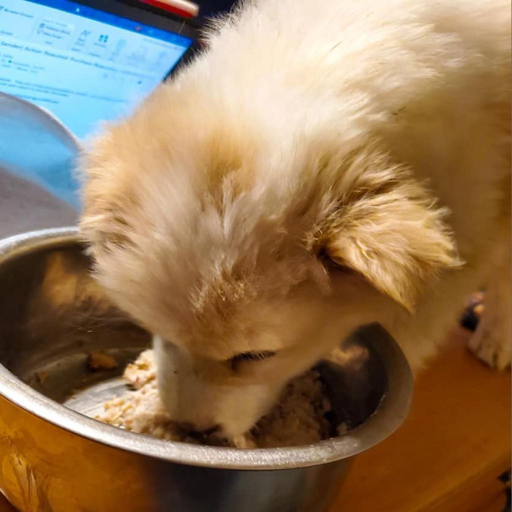 Porche, Adoptable, Adult Female Chow Chow & Husky.