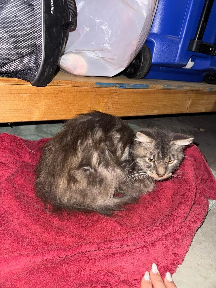 Enlarge Lazarus, a Adoptable Domestic Medium Hair in Virginia Beach, VA image 1/3