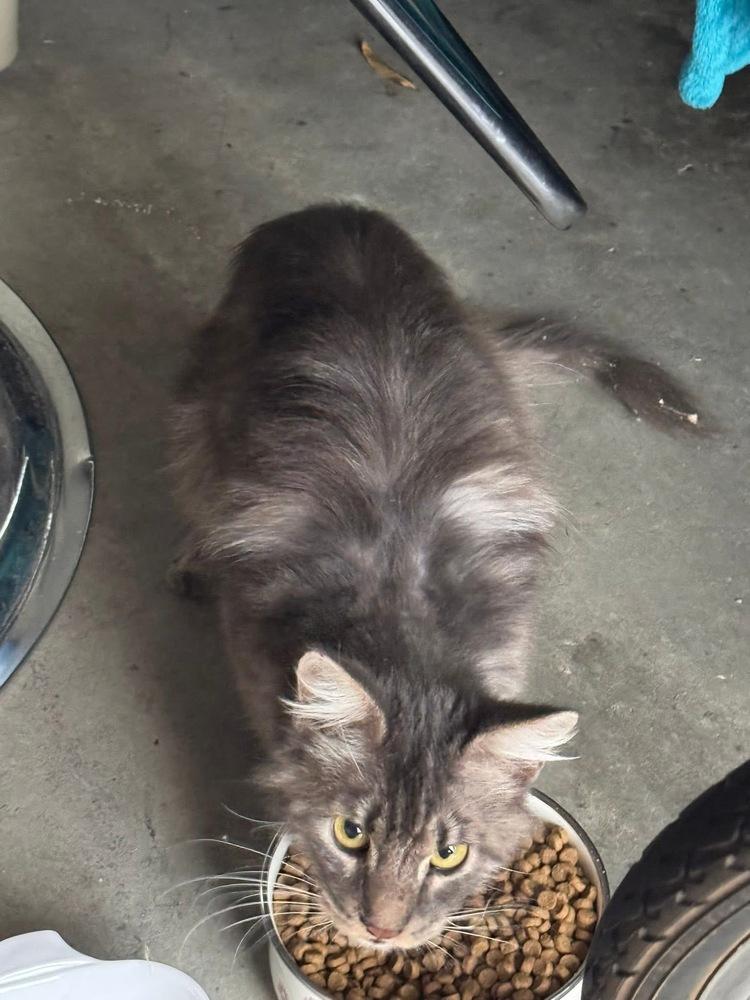 Enlarge Lazarus, a Adoptable Domestic Medium Hair in Virginia Beach, VA image 2/3