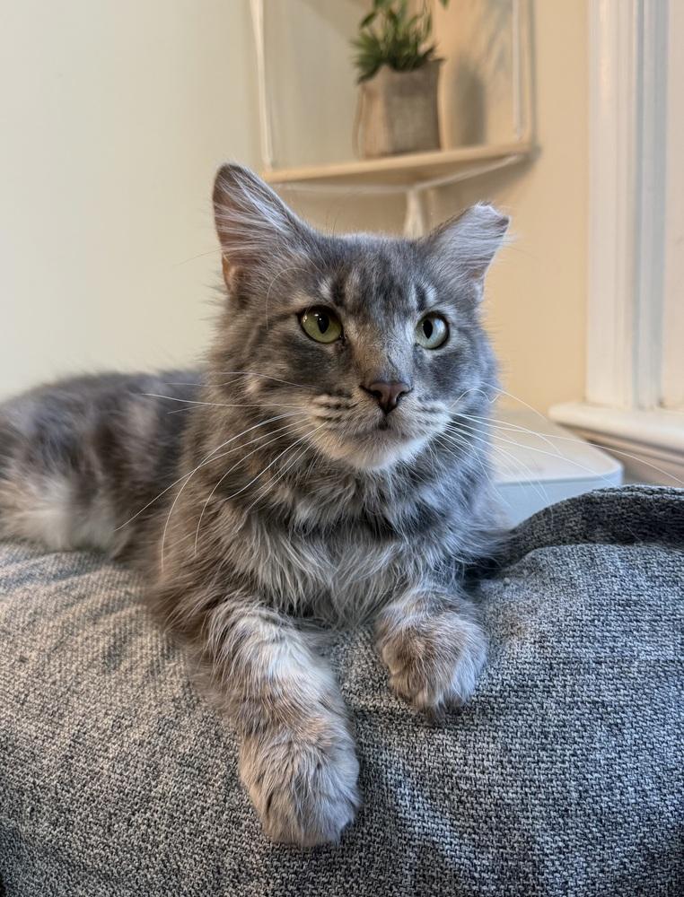 Enlarge Lazarus, a Adoptable Domestic Medium Hair in Virginia Beach, VA image 3/3