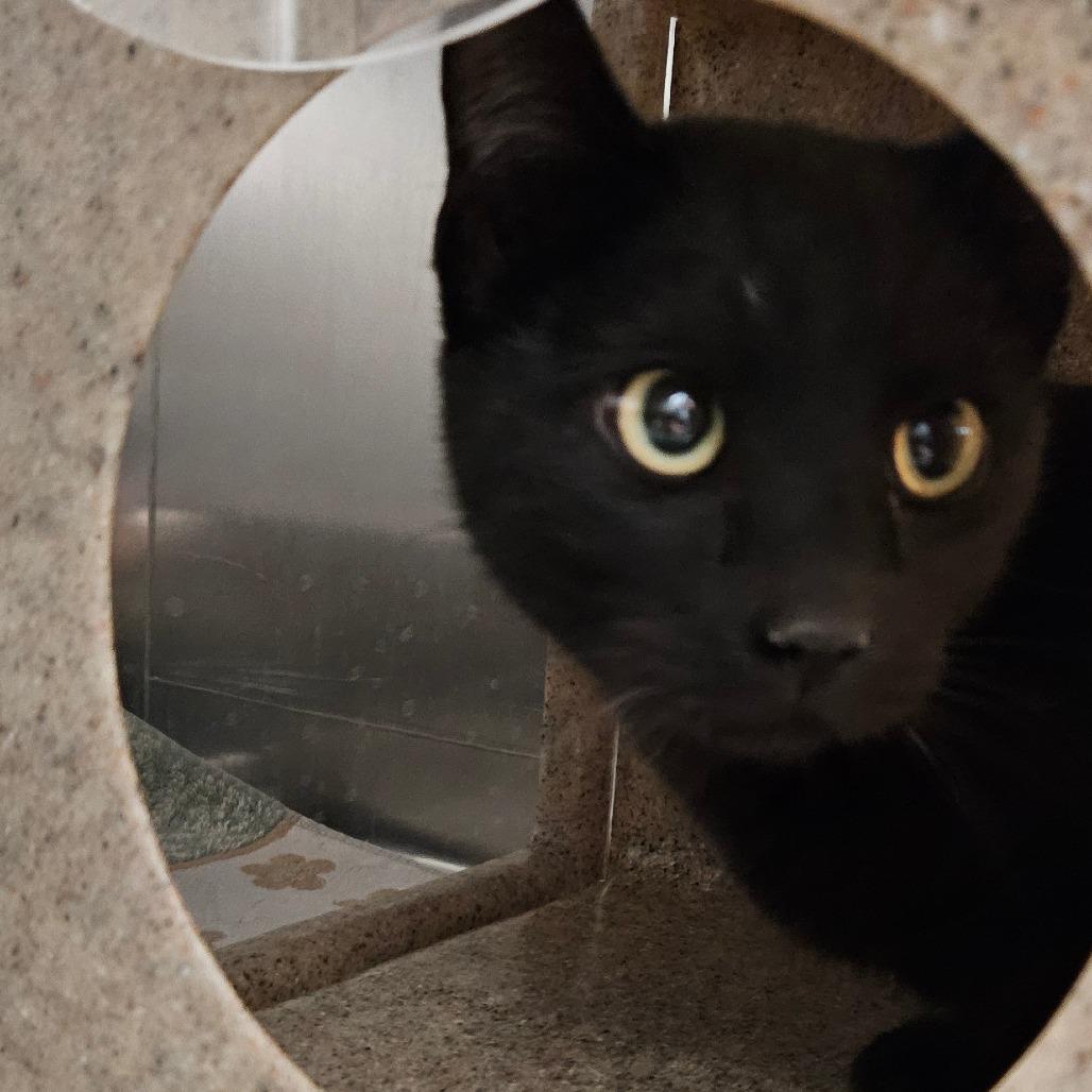 Enlarge Barn Cat 32, a Adoptable American Shorthair in Independence, KS image 1/2