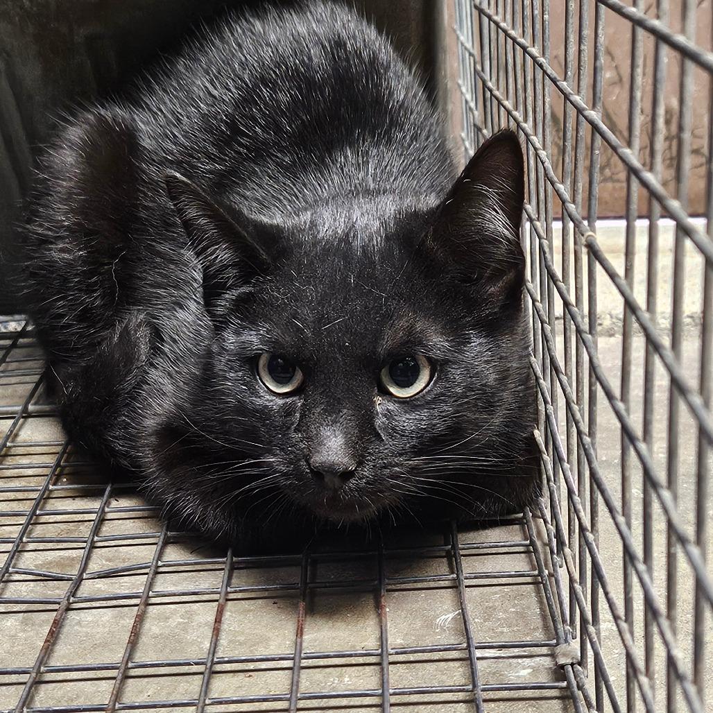 Enlarge Barn Cat 32, a Adoptable American Shorthair in Independence, KS image 2/2