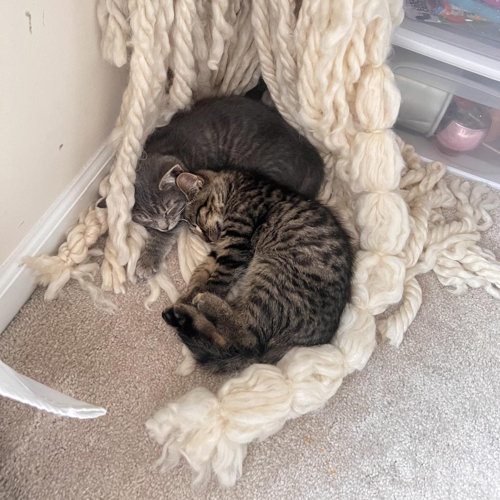 Bingo, Adoptable, Kitten Female Domestic Short Hair.