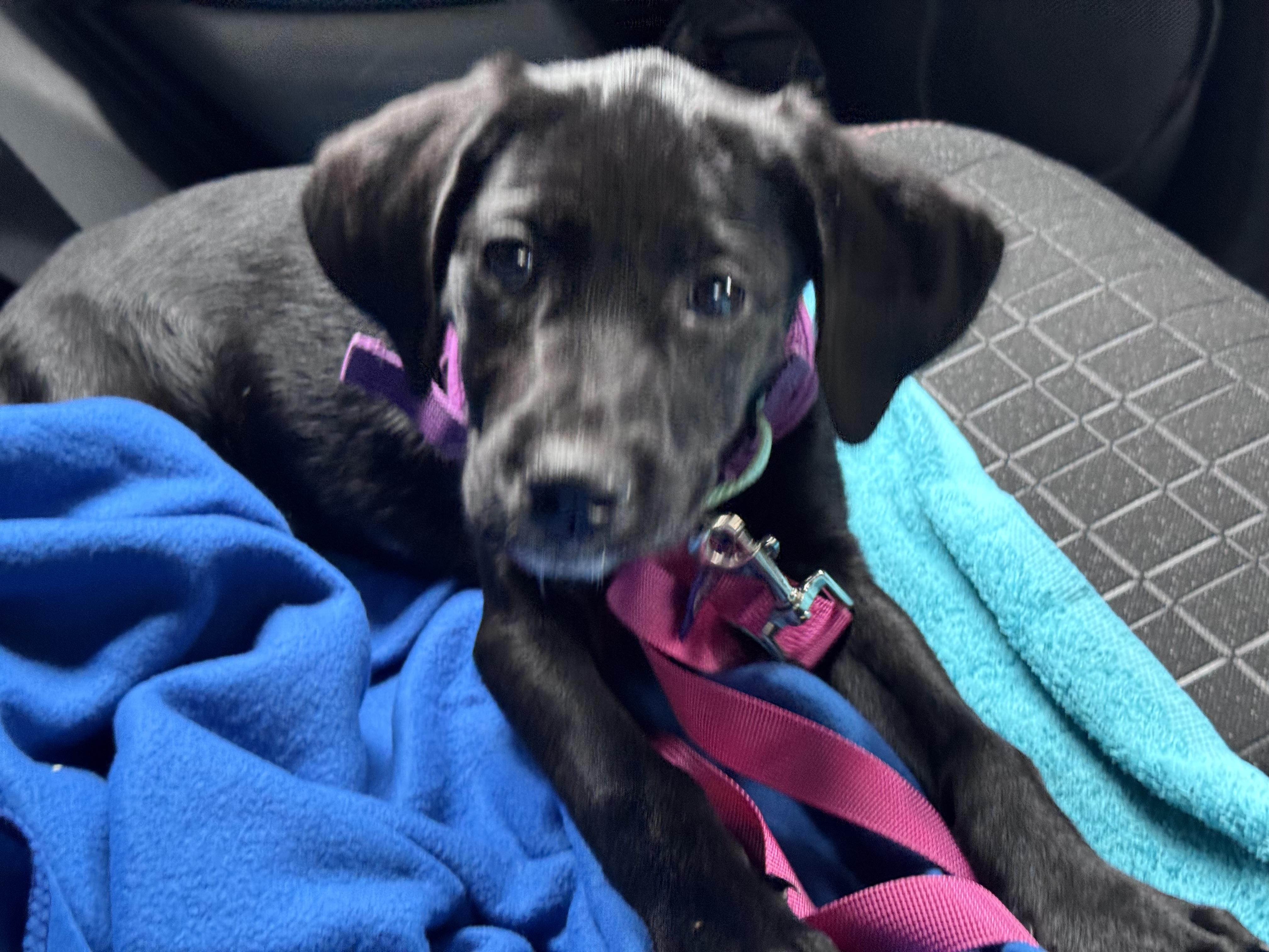 Enlarge Tootsie Roll, a Adoptable mixed breed in Columbia, MD image 3/4