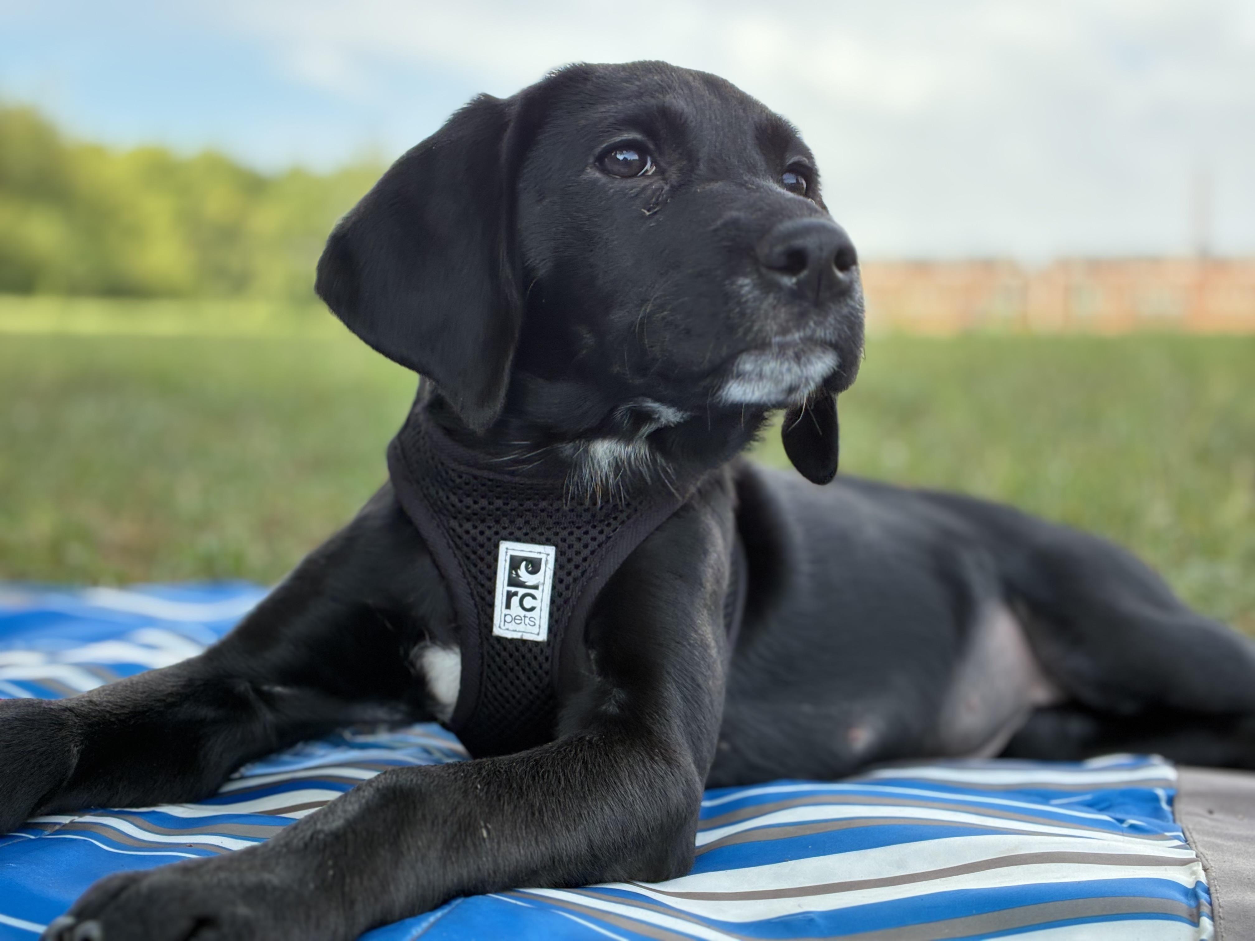Tootsie Roll, Adoptable, Puppy Female Hound & Yellow Labrador Retriever.