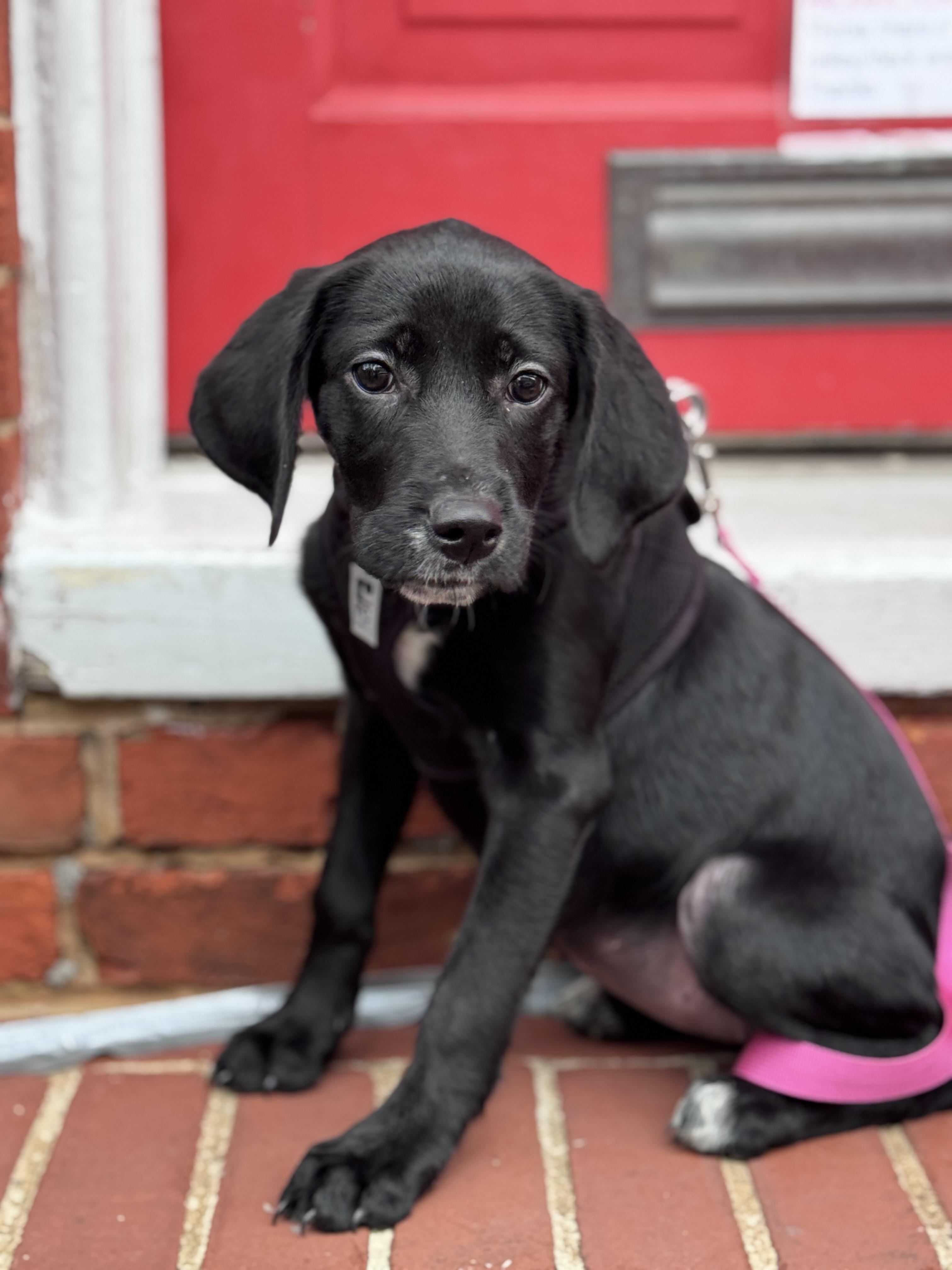 Enlarge Tootsie Roll, a Adoptable mixed breed in Columbia, MD image 2/4