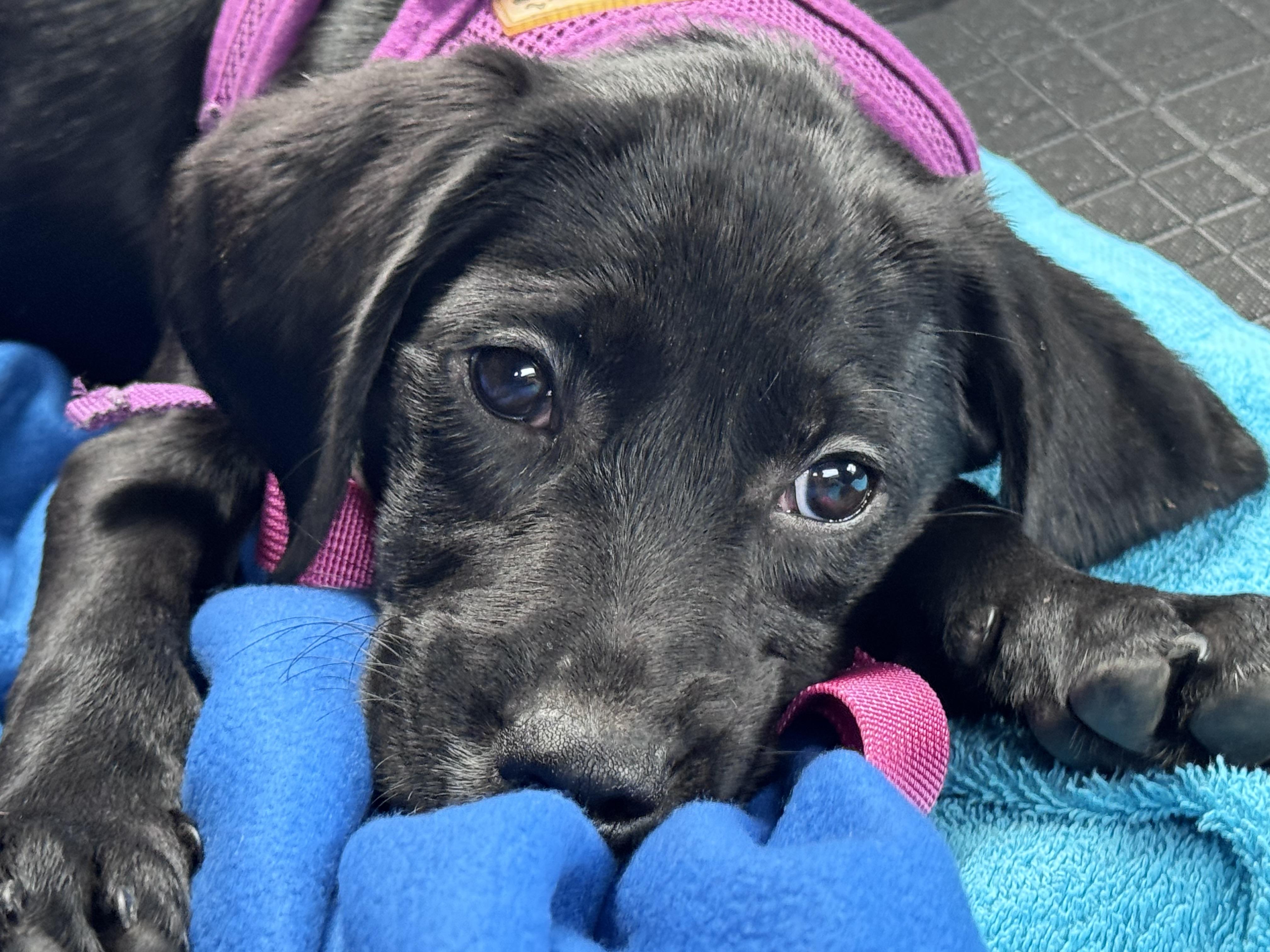 Enlarge Tootsie Roll, a Adoptable mixed breed in Columbia, MD image 4/4