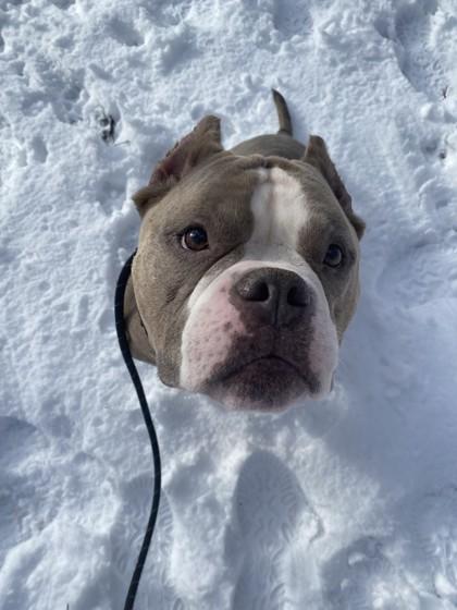 Enlarge Blaze, a ADOPTABLE mixed breed in Nashua, NH image 3/3