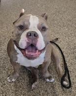 Enlarge Blaze, a ADOPTABLE mixed breed in Nashua, NH image 1/3