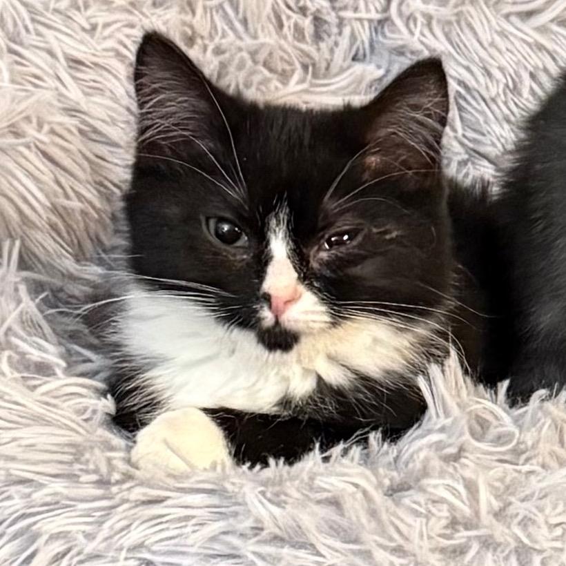 Phelanie, Adoptable, Kitten Female Domestic Medium Hair.